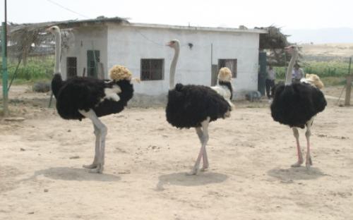 نعام
