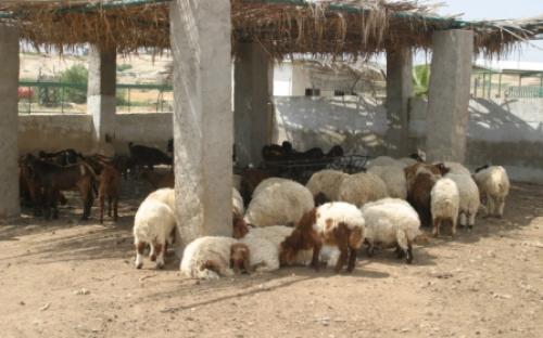 تربية اغنام