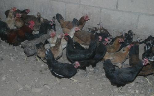تربية دجاج بلدي