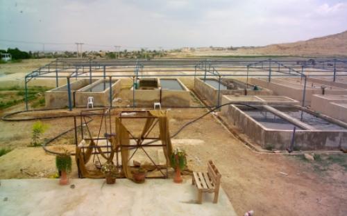 مشروع تربية اسماك